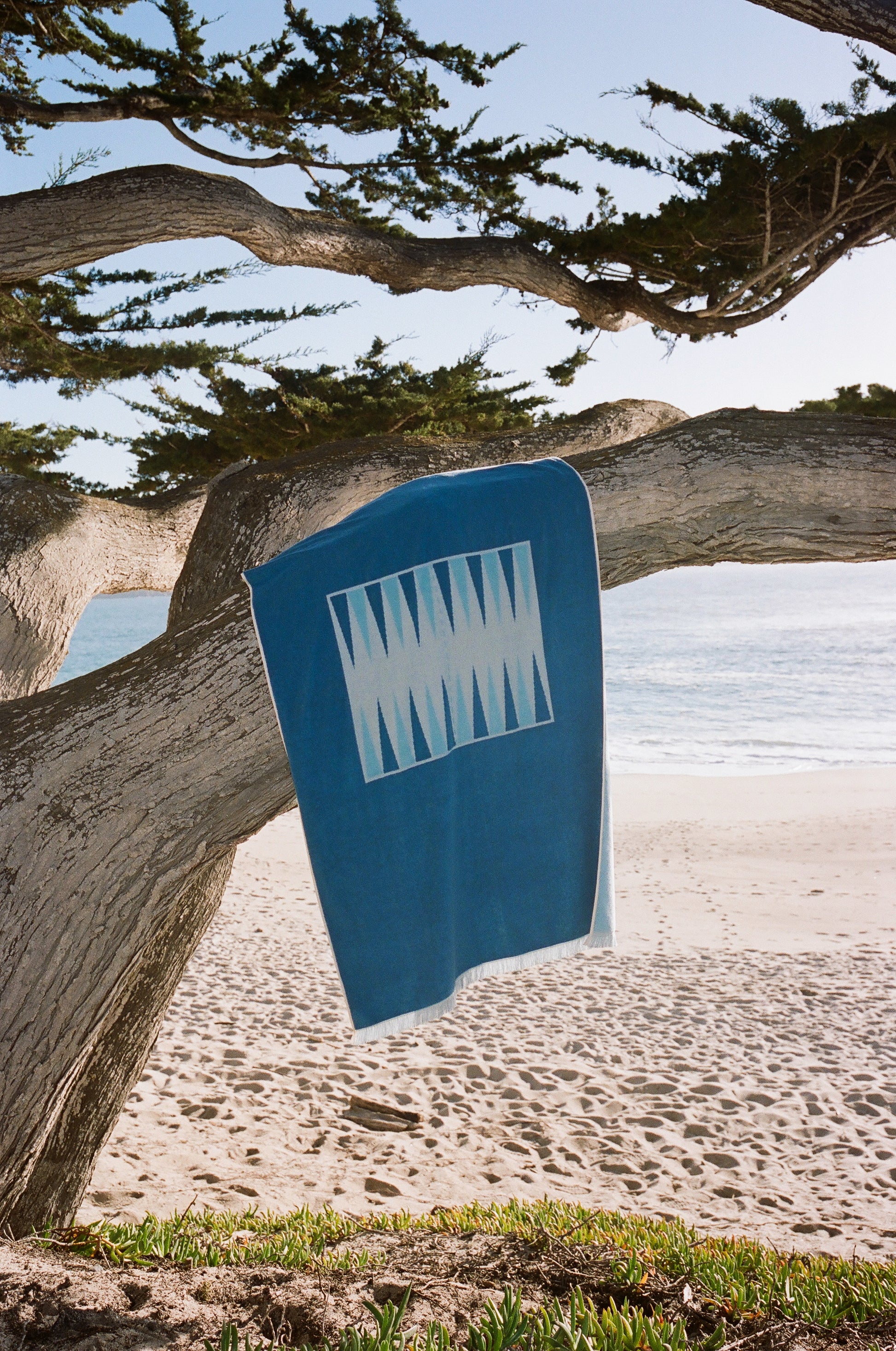 Blue and Blue Beach Board hanging from a tree in Carmel, California